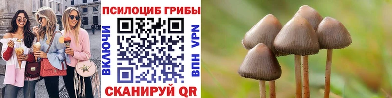 Купить где  Курск  Галлюциногенные грибы Cubensis 